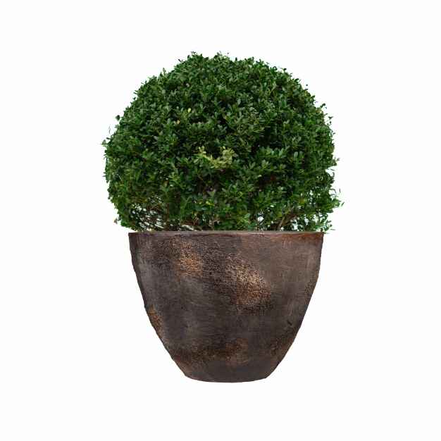 Buxus